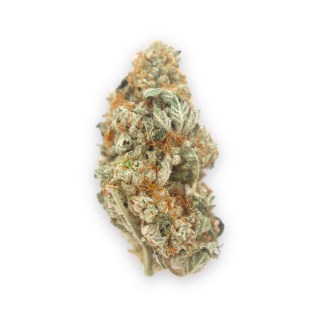 Buy Cookie Dawg in the US